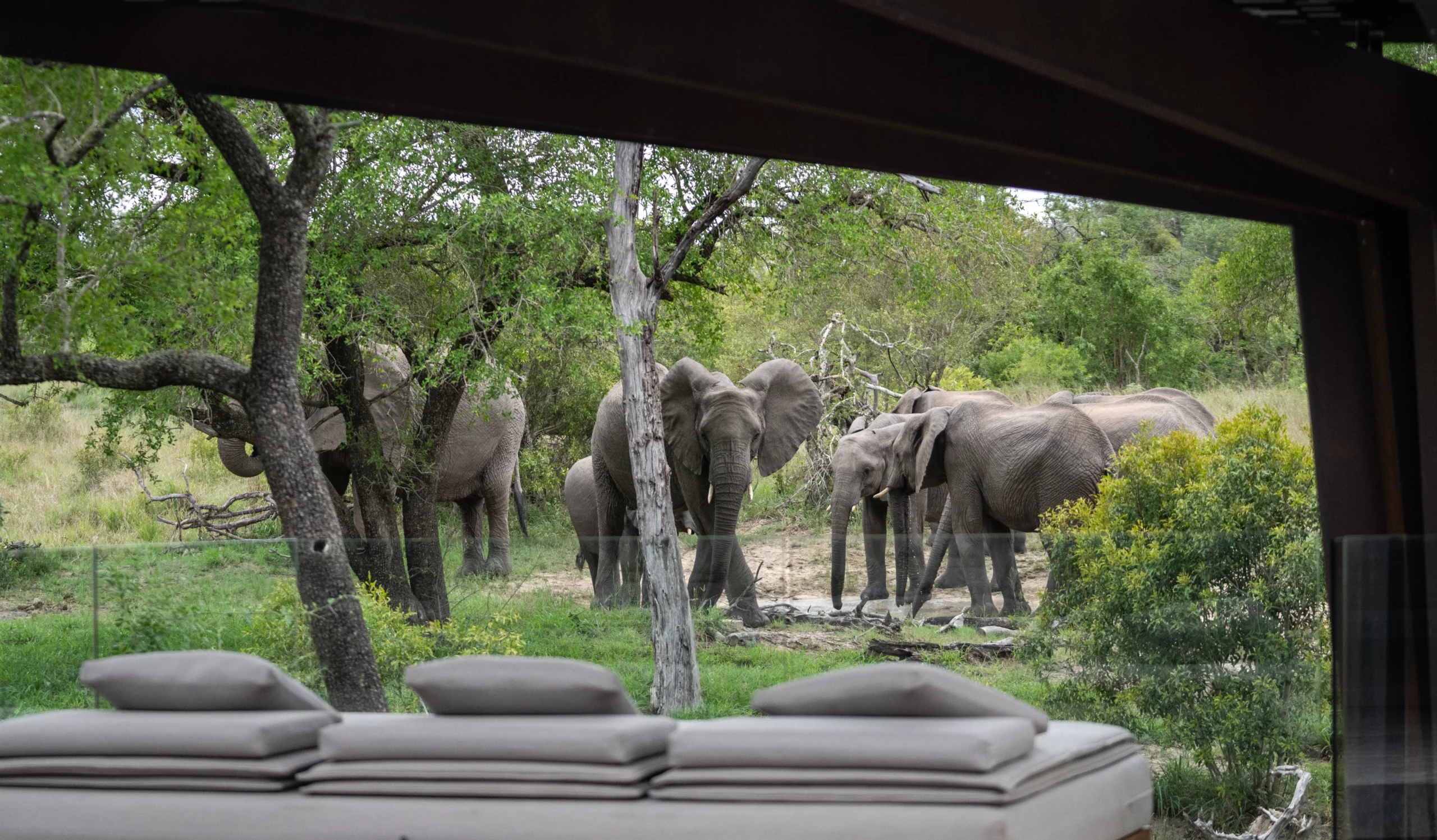 elephant herd in the bush outside the Karula Villa